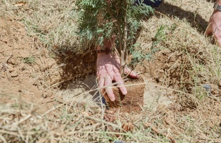 2025 - Tree planting