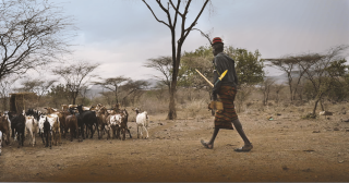 Peter herding his goats, Turkana, Kenya